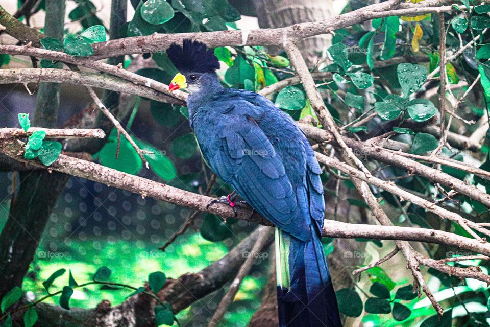 tropical bird with Mohawk