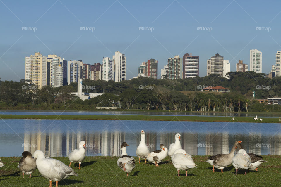 Barigui Park in Curitiba Parana Brazil.