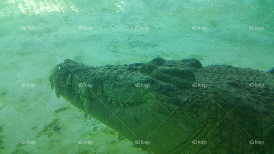 crocodile  underwater