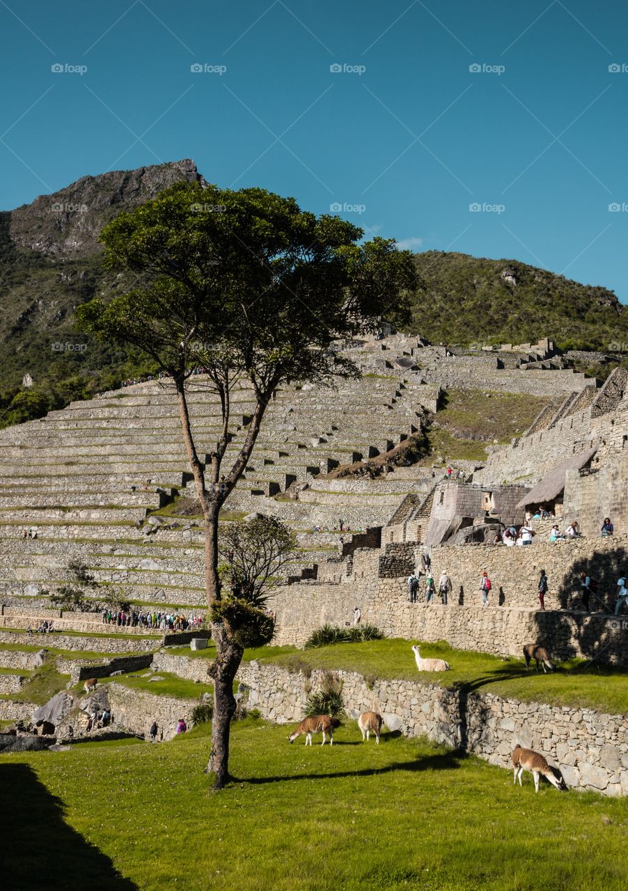 Machu Picchu, South America, Peru. One step and I felt the altitude. Another step and I felt the altitude. A hundred more steps and I stepped back in time to this mystical spot on planet earth, hidden in the mountains. 