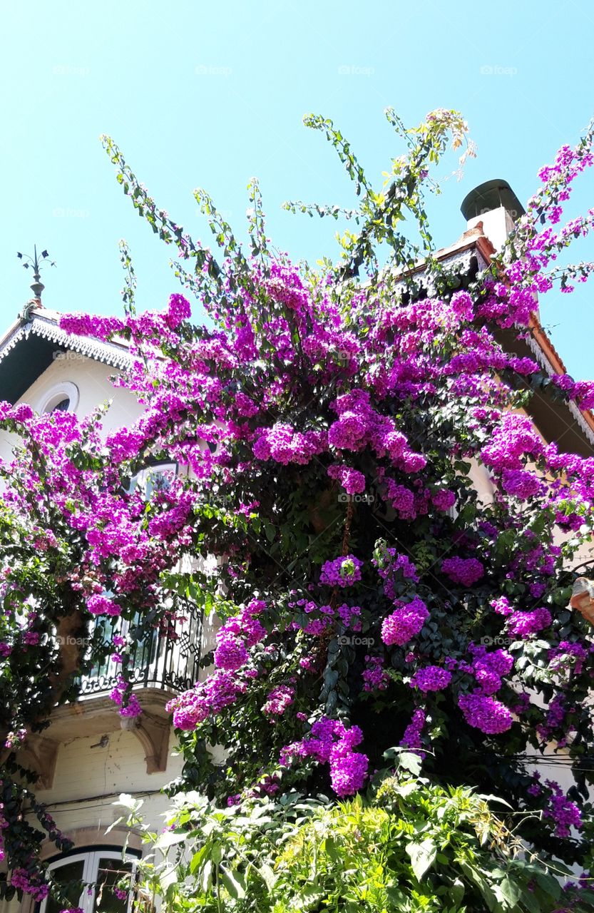 flowers on a house in Sintra