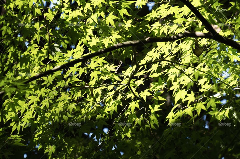 Green maple