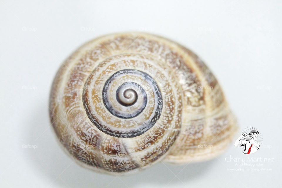 Snail, Shellfish, Shell, Spiral, Seashell