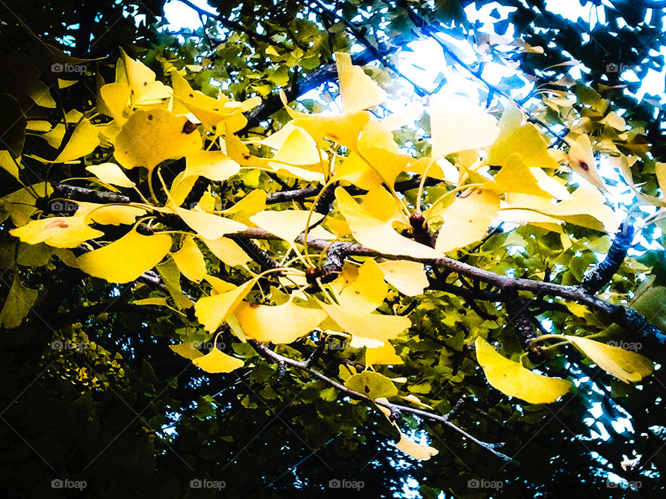 Gingko Gold. image of gingko leaves with a vivid filter.