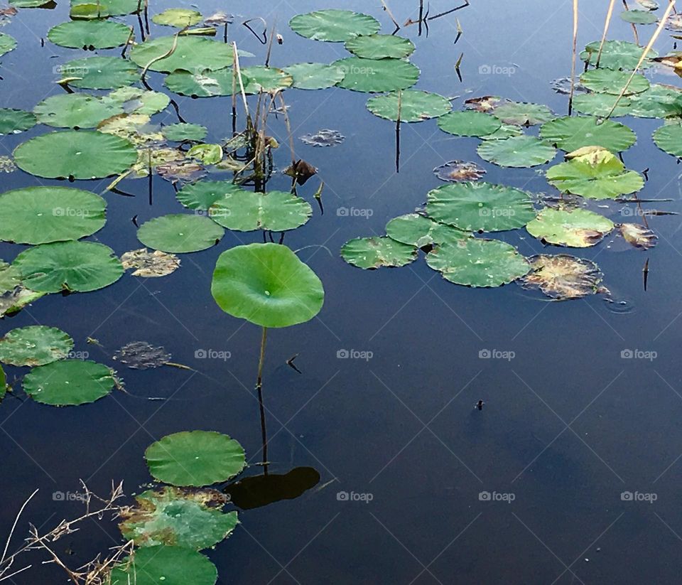 Lily pads on deep blue water 