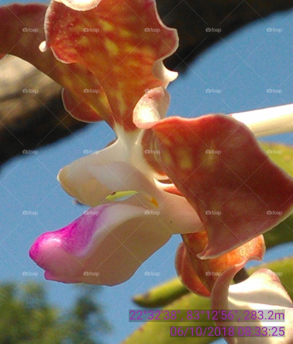 this is a very nice flowers in the forest of tree good colors.