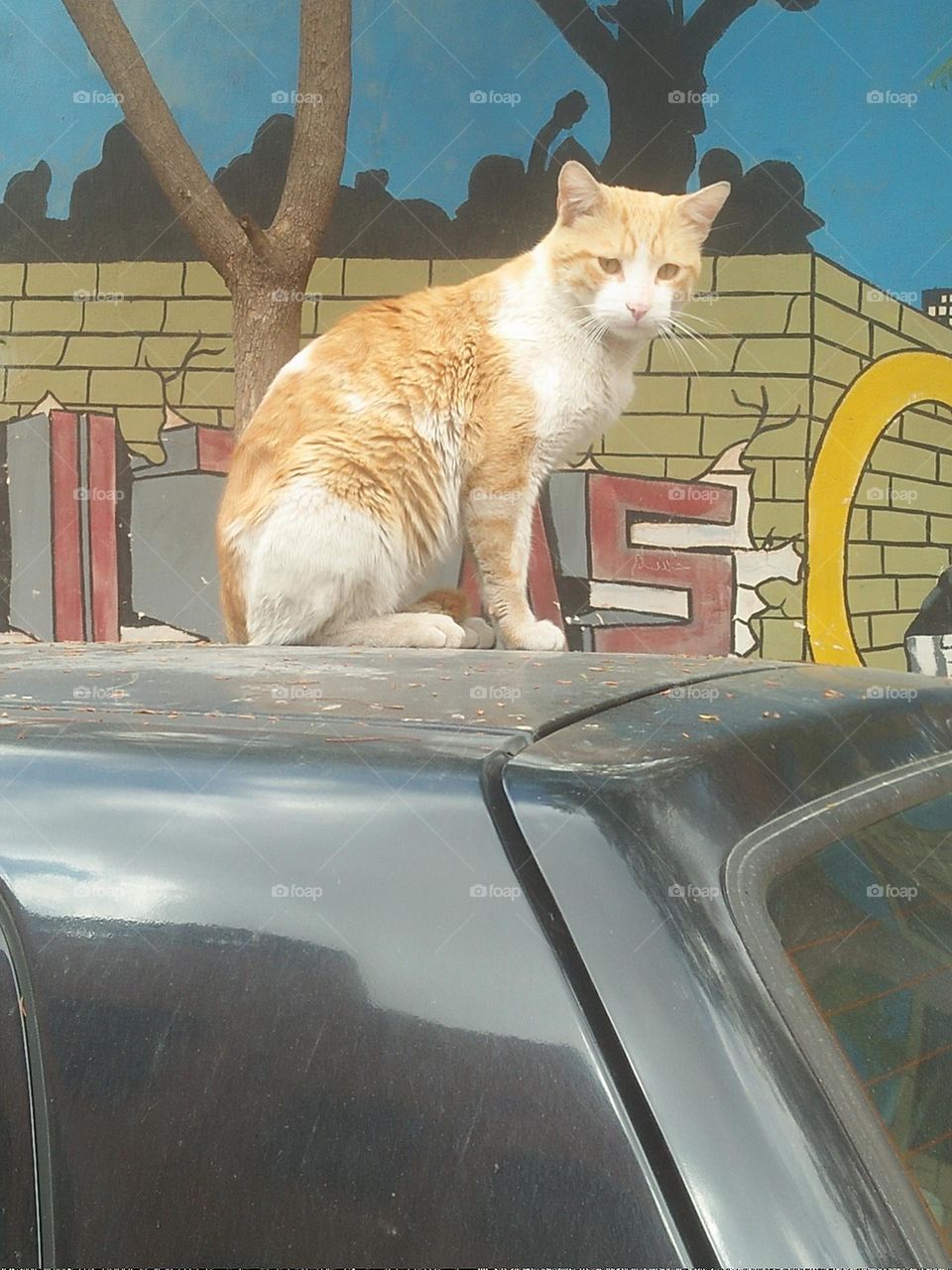 Beautiful cat looking at camera