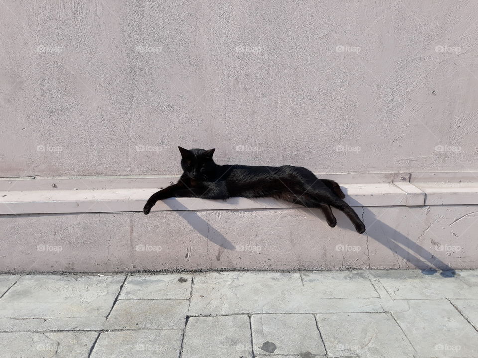 Le chat noir