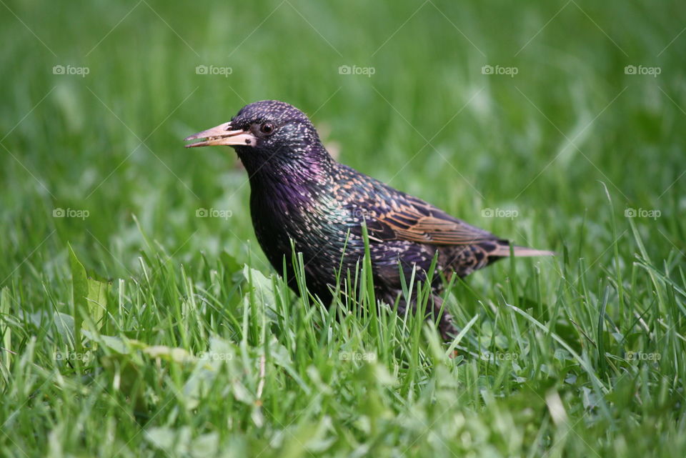 Spring starling