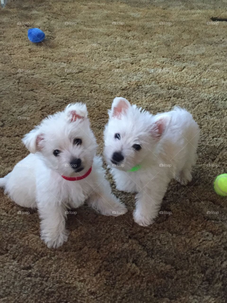 Two puppies playing with ball