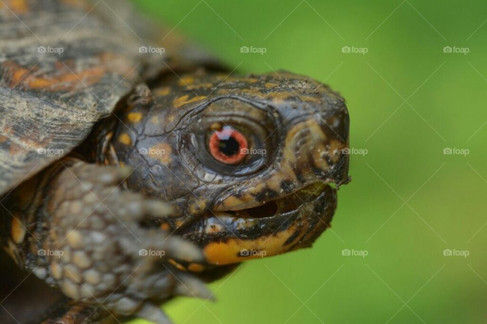 Eastern Box Turtle 