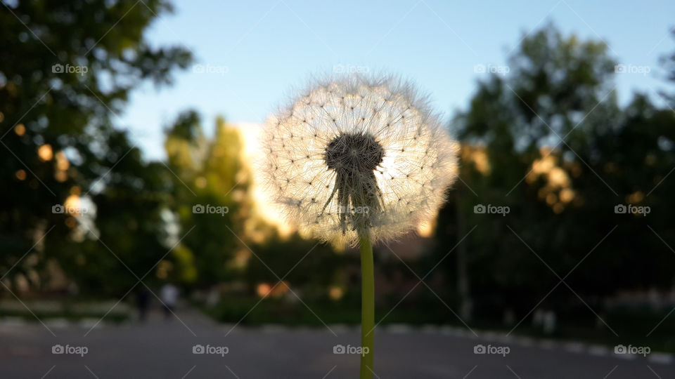 Close-up of dandelion flower