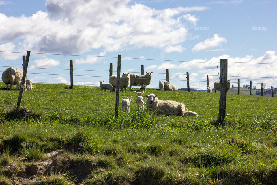 New Zealand - sheep farm 