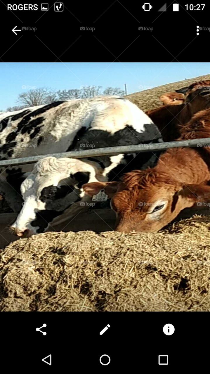 Animal, Nature, Agriculture, Mammal, Farm