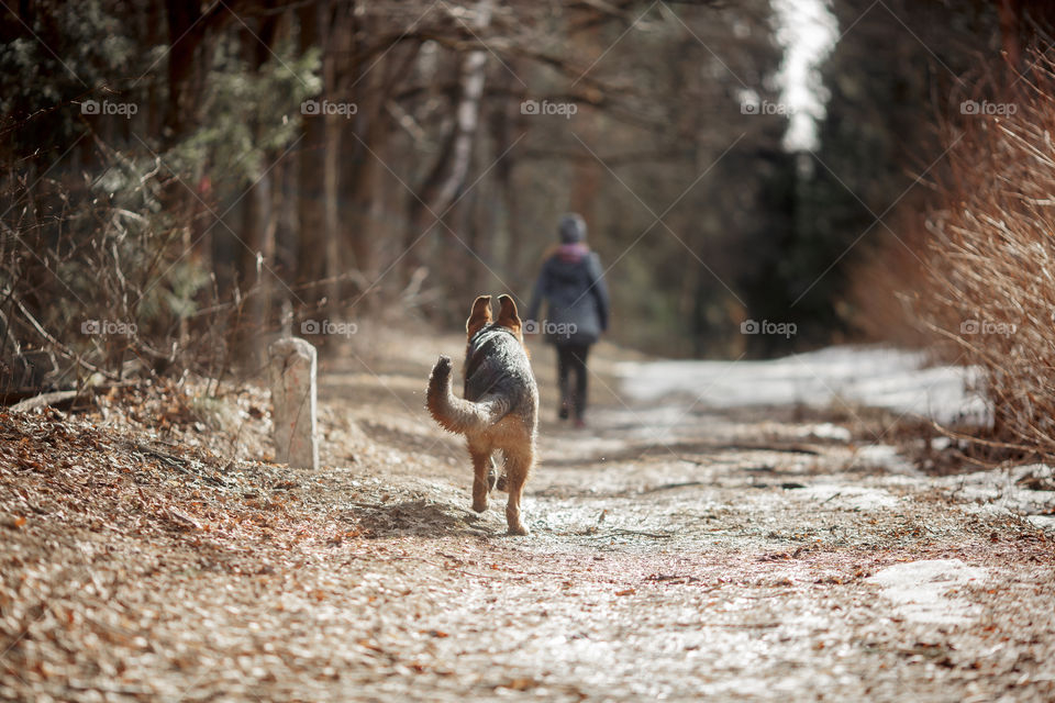 German shepherd 7-th months old puppy in a spring forest at sunny day