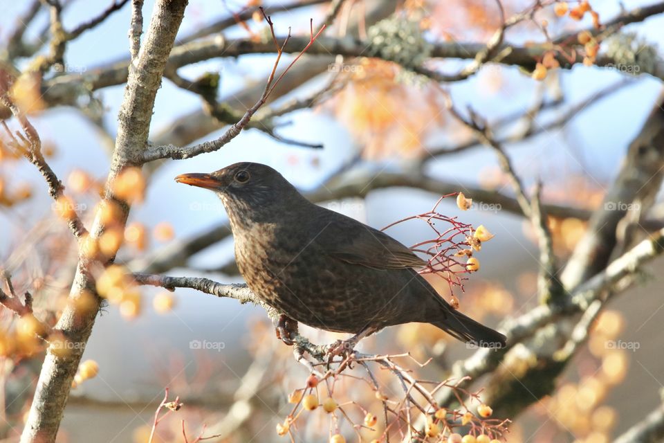 thrush on the branch 