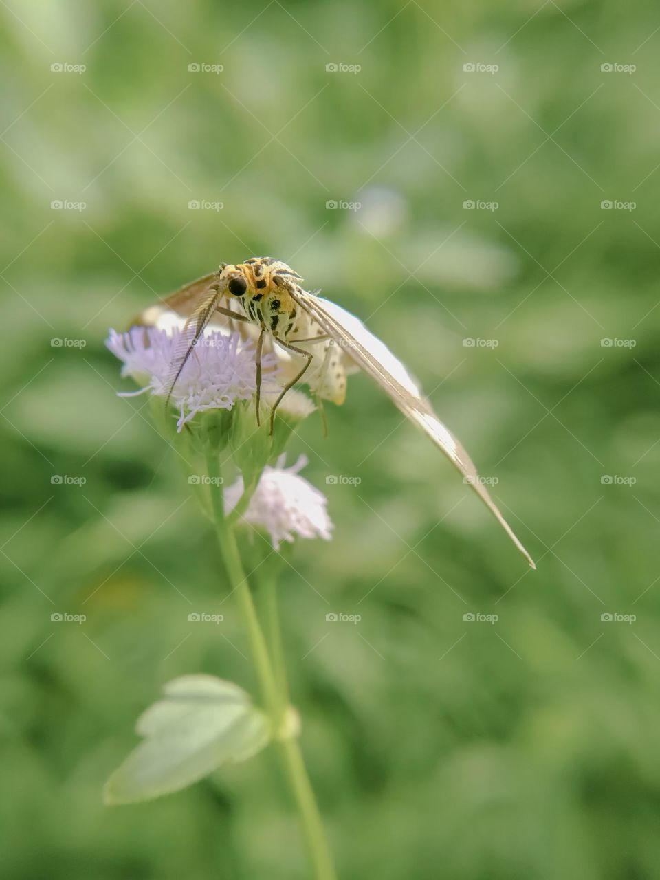 a moth on a clay purple flower.