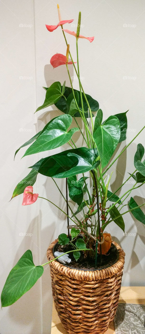 house plants in the pots