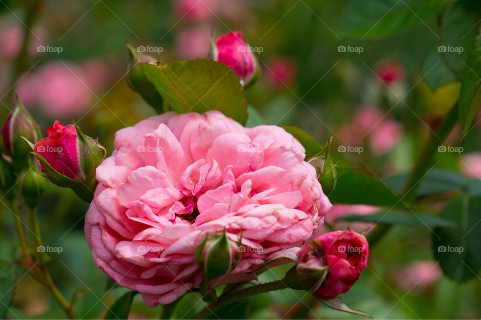 Pink Rose and Buds