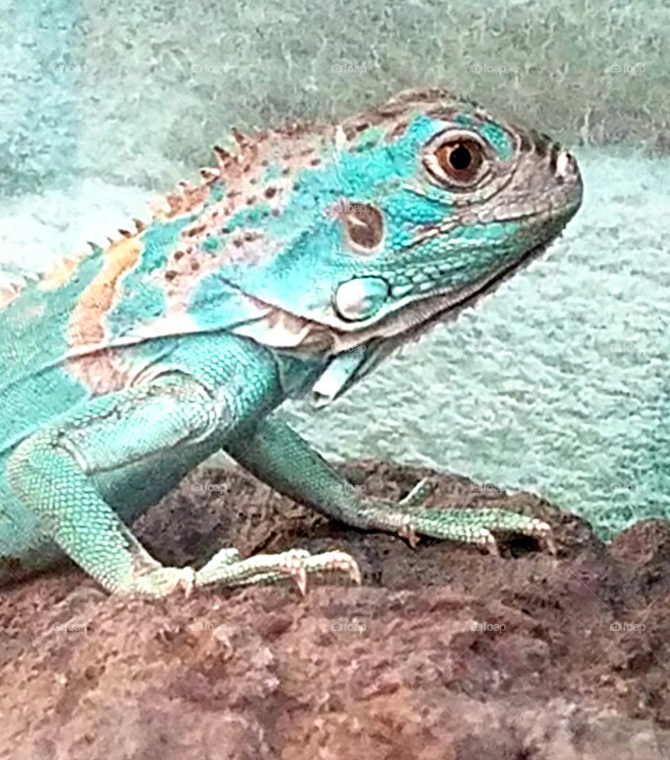 Blue Reptil