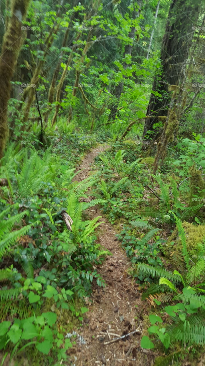 forest hiking trail