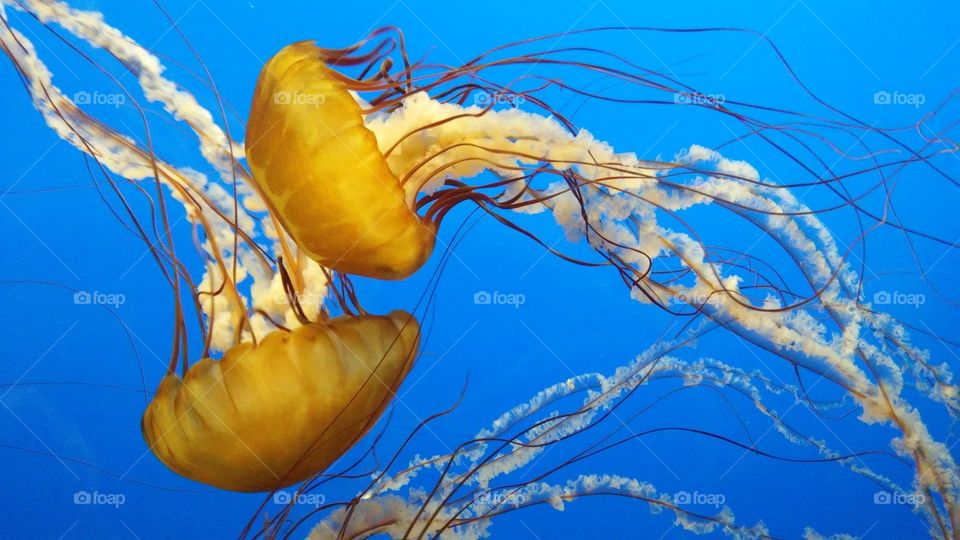 two jellyfish