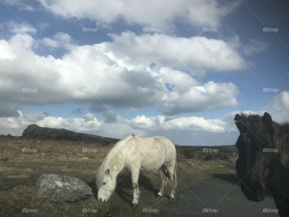Hard to cope for these wild ponies scavenging for water and food in freezing and barren conditions.