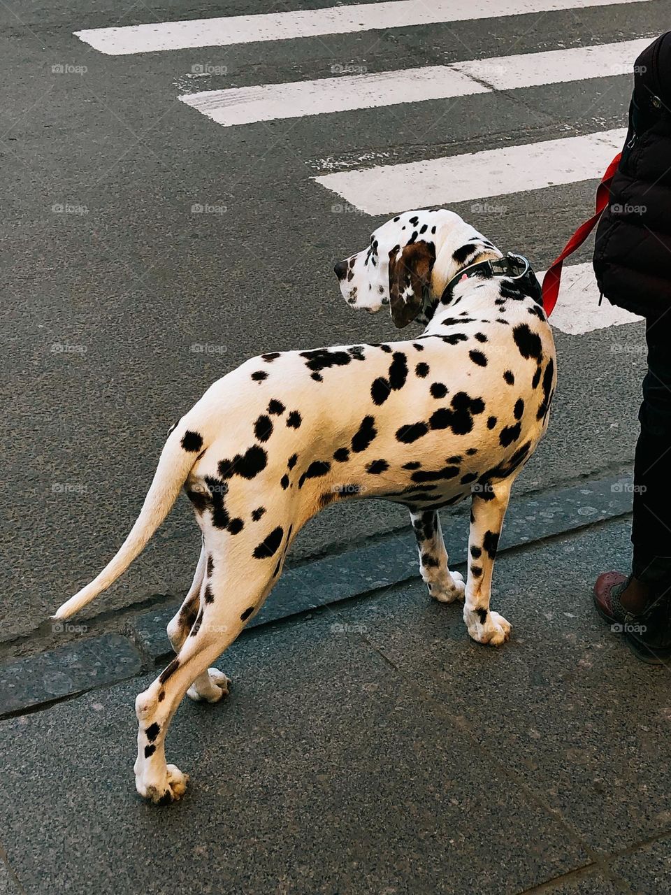 Unrecognisable human walking with Dalmatian dog on city street 