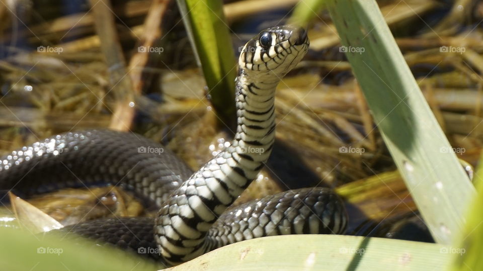 snake. snake water nature