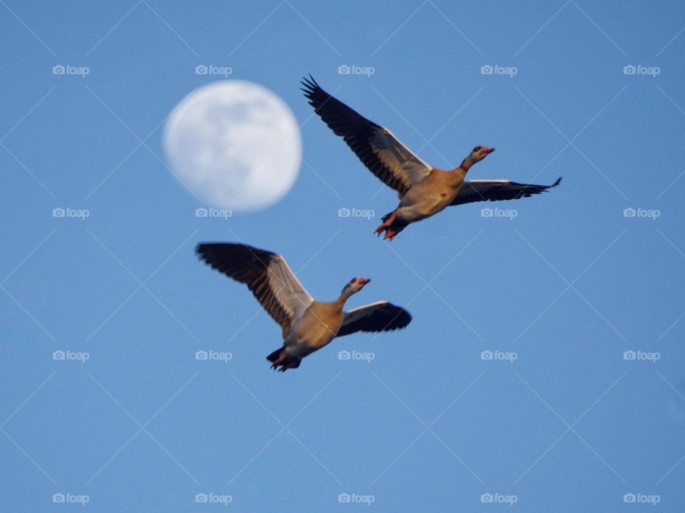 Geese in flight