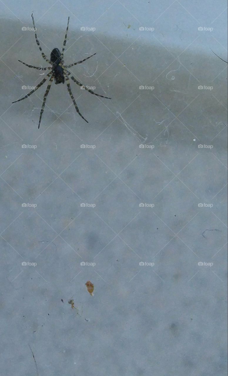 Tiny spider in the corner