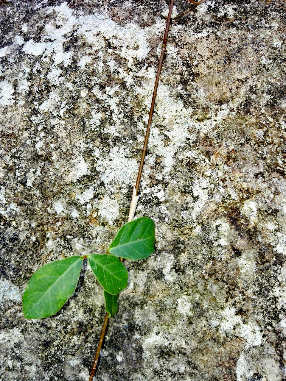 growth on the rock