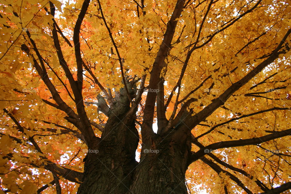 Looking up a tree