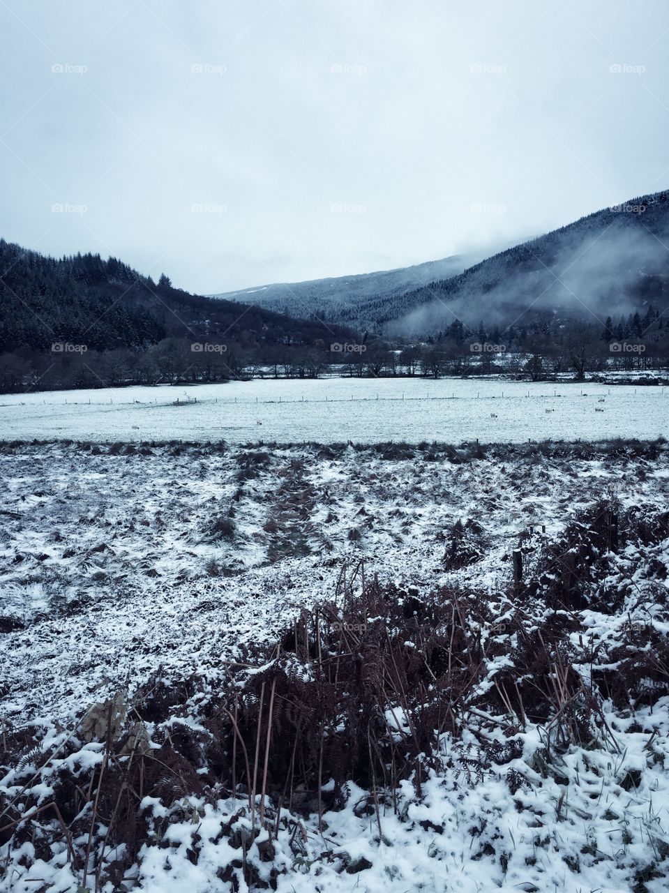 View of snowy landscape