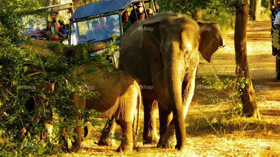 Elephants Safari