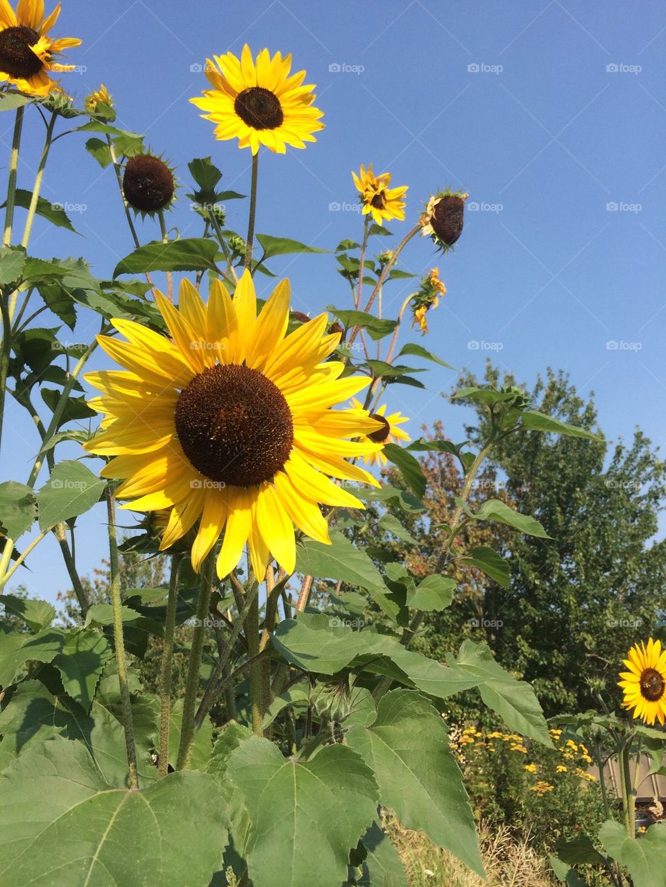 Sunflowers 