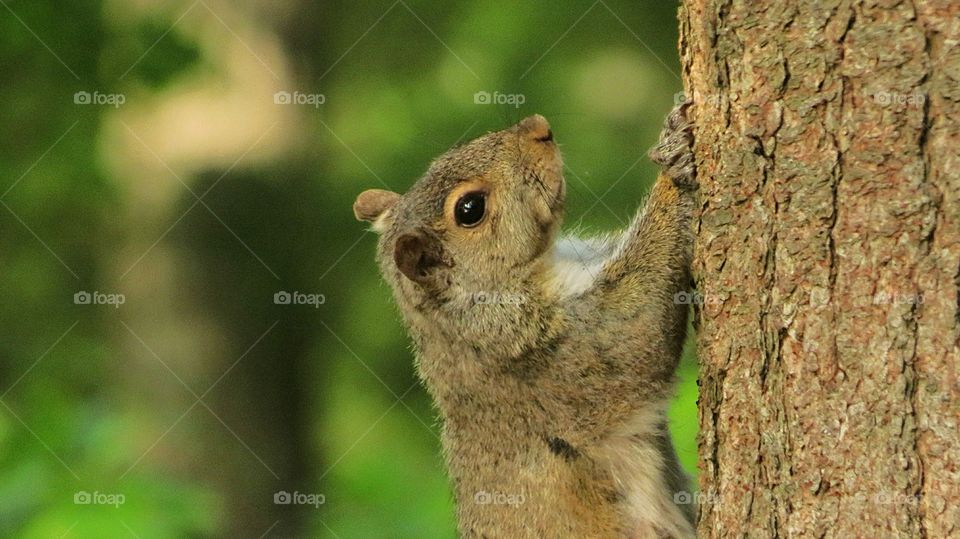 Squirrel caught in the act
