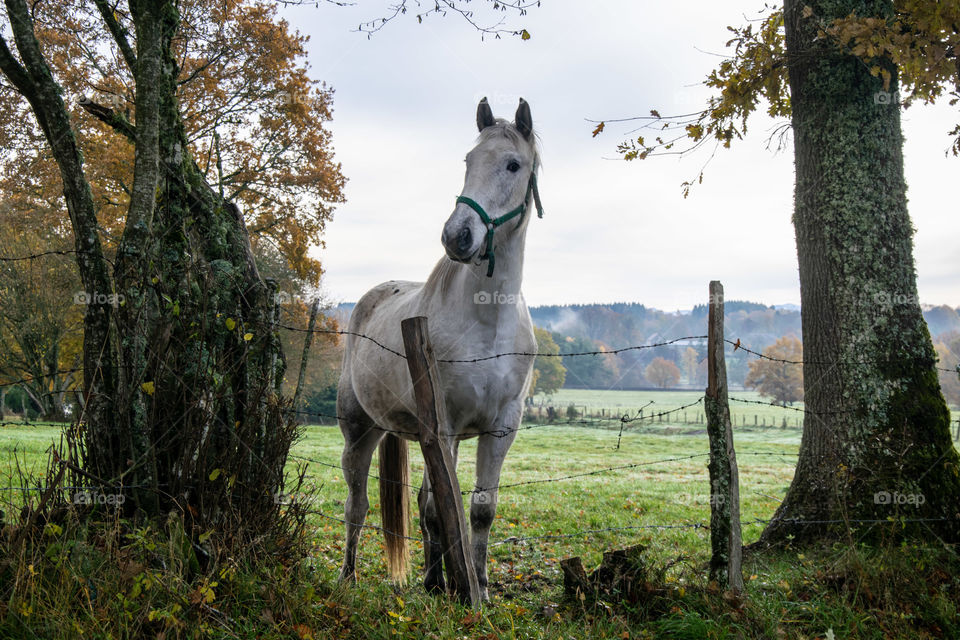 Horse wait in field