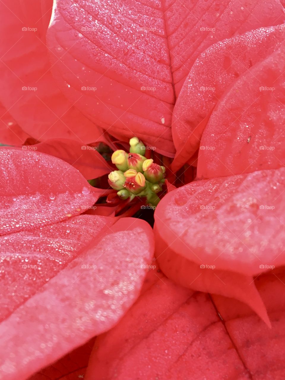 Heart of Christmas plant