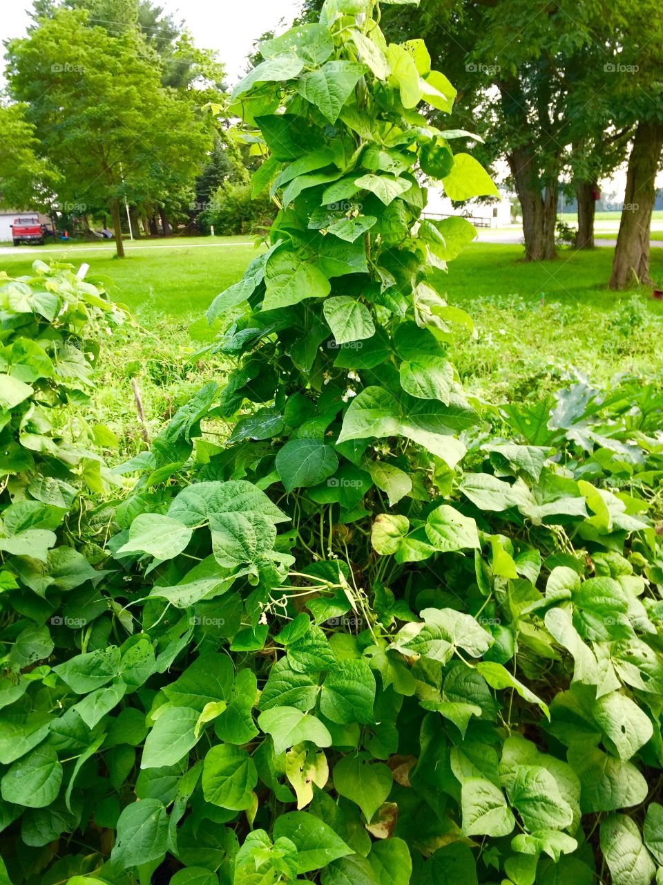 Pole beans