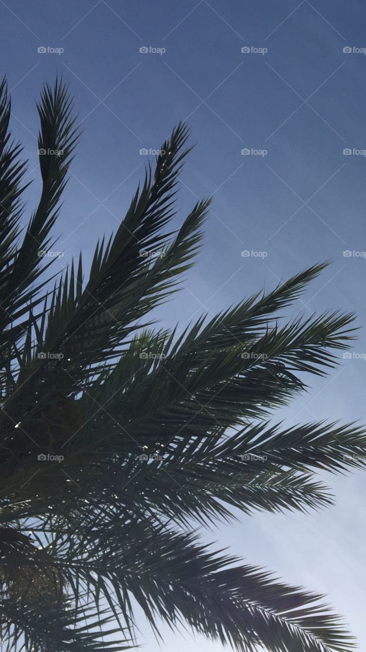 Palm leafs set on a blue sky background. 