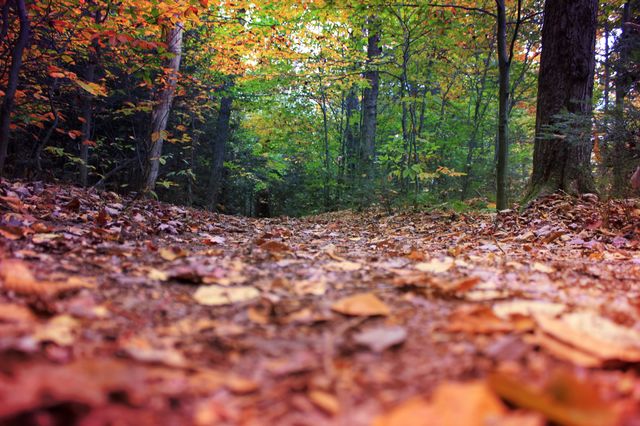 Magical forest