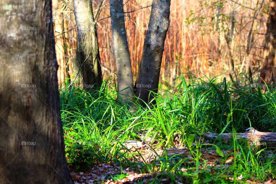 Marsh grass