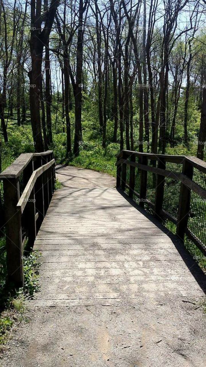 Enchanting bridge in the forest