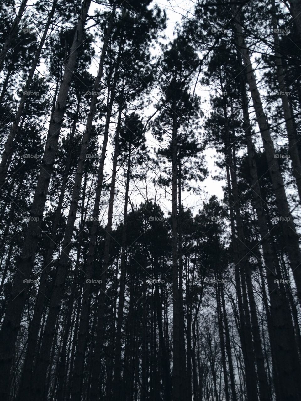 Looking up in the Forest - Google Photos Mission