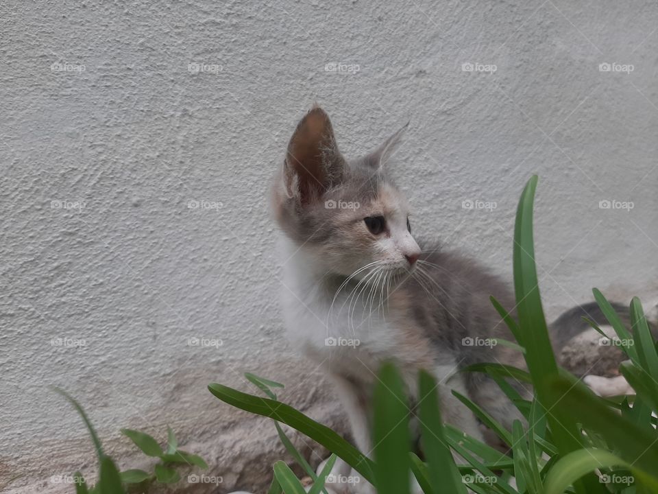 the cat is ready for hunting some insects