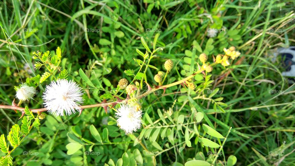 lovely flowers with many Niddles