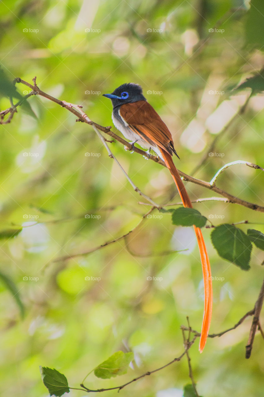 Paradise flycatcher with long tail
