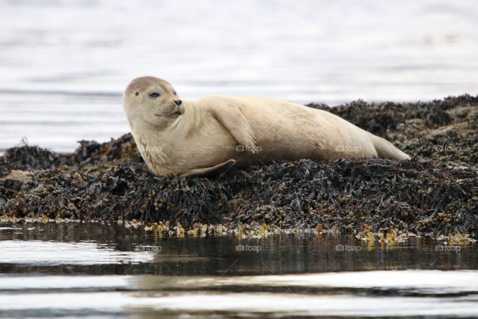 Seal