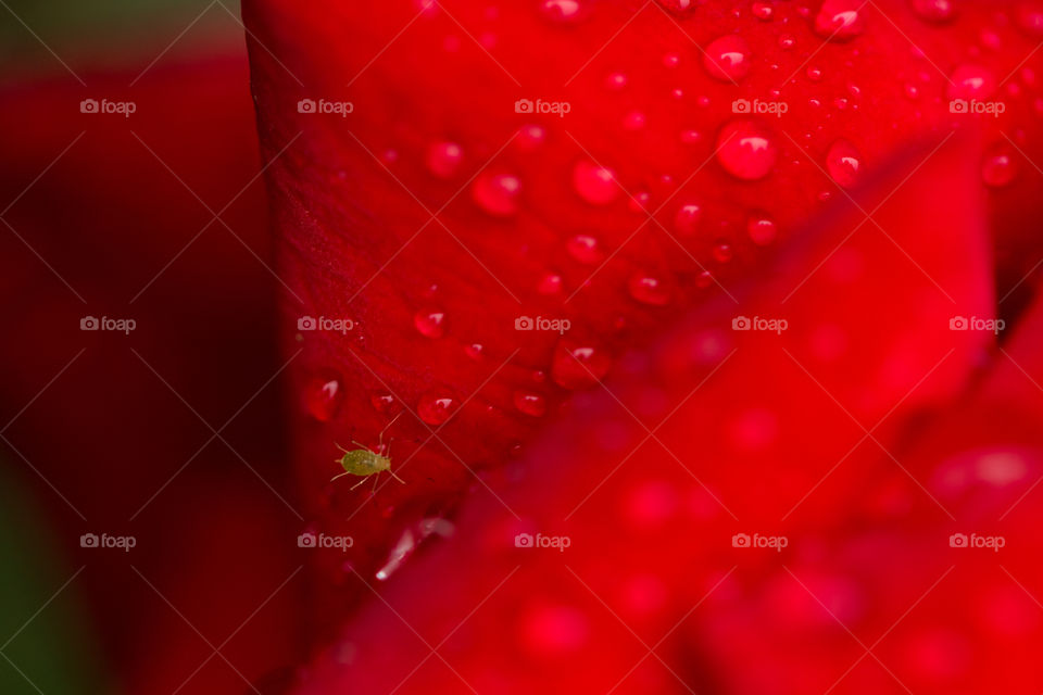 Green aphid on red rose